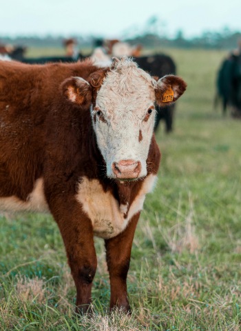 Futuro más ecológico